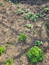 팜모닝 기타작물·영농일지 게시글 이미지