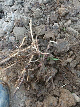 최정윤님의 기타작물 · 영농일지 작성글 사진