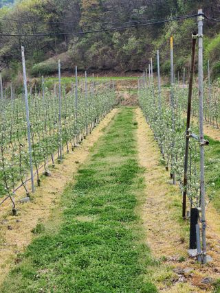 블루베리19036님의 기타작물 · 영농일지 작성글 사진