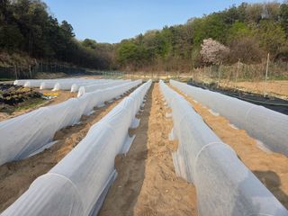 장두학님의 기타작물 · 영농일지 작성글 사진