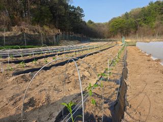 장두학님의 기타작물 · 영농일지 작성글 사진