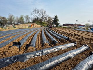 김경형님의 기타작물 · 영농일지 작성글 사진