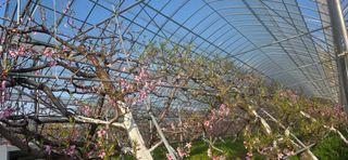 달맛햇복숭아농원님의 복숭아 · 영농일지 작성글 사진