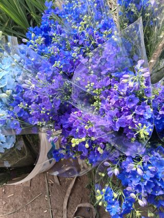 조희후 님의 기타작물 · 영농일지 작성글 사진