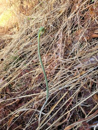 돈디아고(김덕수)님의 두릅 · 영농일지 작성글 사진