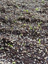 거창두릅농원김성희님의 작성글 사진