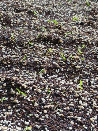 거창두릅농원김성희님의 기타작물 · 영농일지 작성글 사진