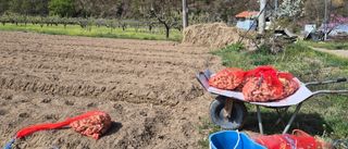 김명숙님의 기타작물 · 영농일지 작성글 사진