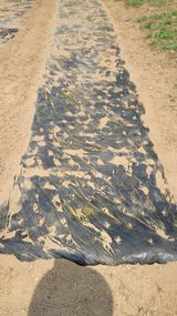 서초농원님의 작성글 사진