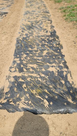 서초농원님의 기타작물 · 영농일지 작성글 사진