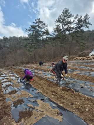 선암농군님의 기타작물 · 영농일지 작성글 사진