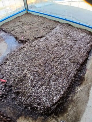 거창두릅농원김성희님의 기타작물 · 영농일지 작성글 사진