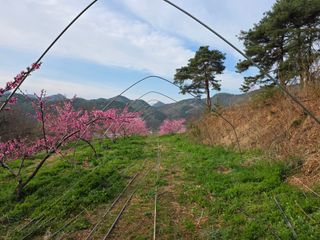 김정훈님의 복숭아 · 영농일지 작성글 사진