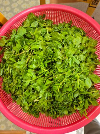 김기탁님의 기타작물 · 영농일지 작성글 사진