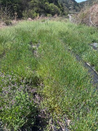 서수원님의 기타작물 · 영농일지 작성글 사진