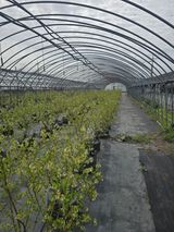 팜모닝 호박·영농일지 게시글 이미지