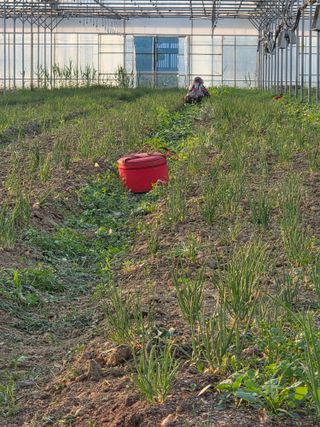 임광순님의 파 · 영농일지 작성글 사진