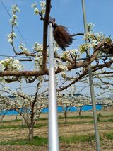 팜모닝 배·영농일지 게시글 이미지