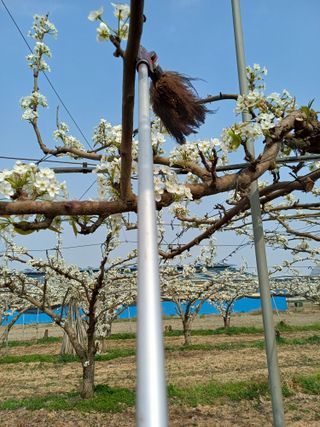 이철우님의 배 · 영농일지 작성글 사진