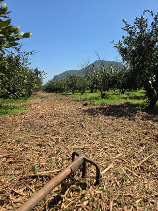 산방자연농원님의 귤 · 영농일지 작성글 사진