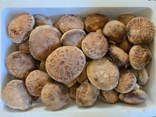 Im절시구님의 버섯 · 영농일지 작성글 사진