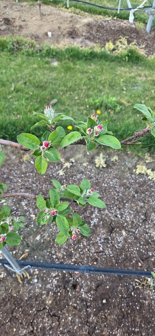 시나노골드님의 사과 · 영농일지 작성글 사진