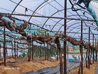 조연만님의 기타작물 · 영농일지 작성글 사진