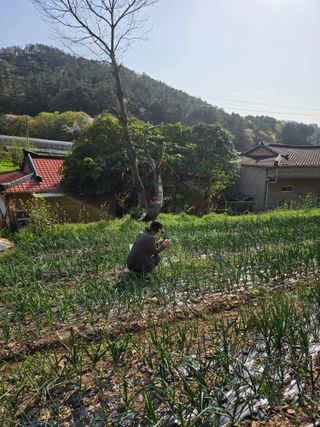 김성환님의 기타작물 · 영농일지 작성글 사진