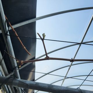 신명호님의 포도 · 영농일지 작성글 사진