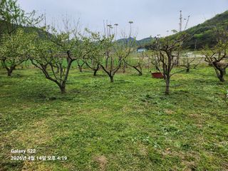 상태메롱님의 매실 · 영농일지 작성글 사진