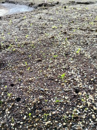 거창두릅농원김성희님의 기타작물 · 영농일지 작성글 사진