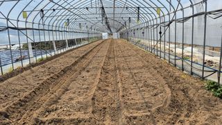 김용훈 님의 토마토 · 영농일지 작성글 사진