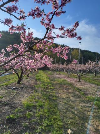 ahnda님의 기타작물 · 영농일지 작성글 사진