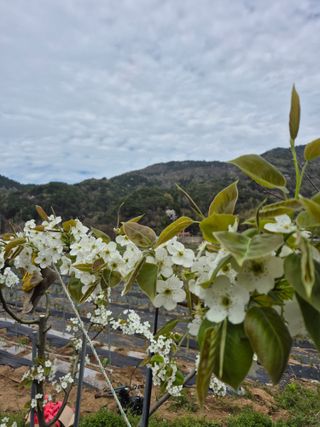 선암농군님의 기타작물 · 영농일지 작성글 사진
