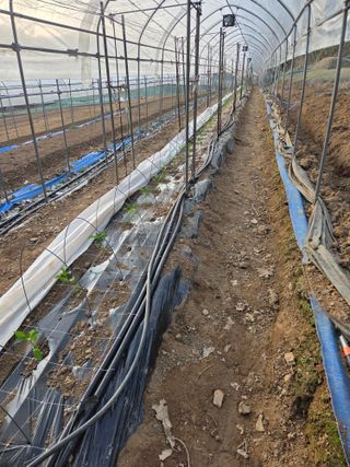 대운님의 고추 · 영농일지 작성글 사진