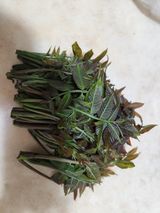 꿀복이농장님의 작성글 사진