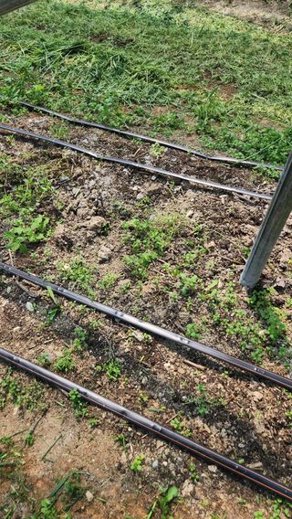 최율구님의 포도 · 영농일지 작성글 사진