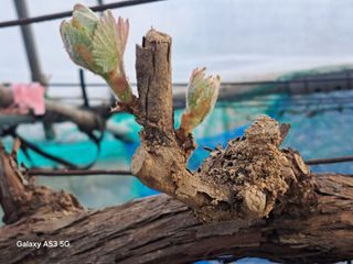 조연만님의 기타작물 · 영농일지 작성글 사진