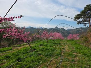 김정훈님의 복숭아 · 영농일지 작성글 사진