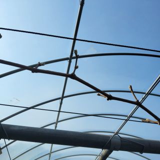 신명호님의 포도 · 영농일지 작성글 사진