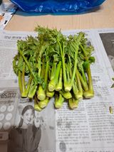 팜모닝 기타작물·영농일지 게시글 이미지