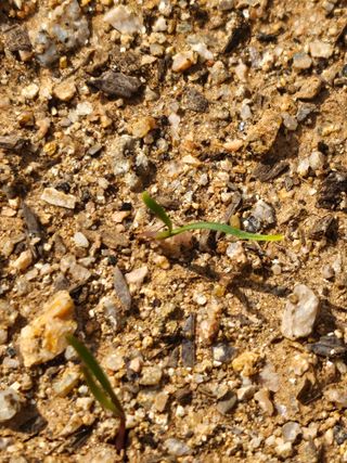 우진수님의 기타작물 · 영농일지 작성글 사진