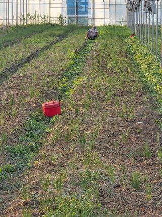 임광순님의 파 · 영농일지 작성글 사진