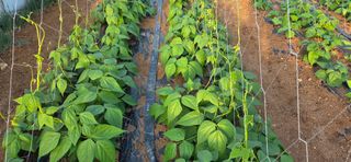 농건이님의 콩 · 영농일지 작성글 사진