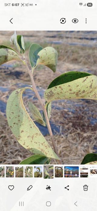 김수학님의 감 · 영농일지 작성글 사진