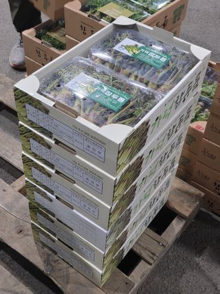 플러스밸류님의 두릅 · 영농일지 작성글 사진