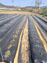 팜모닝 양배추·영농일지 게시글 이미지