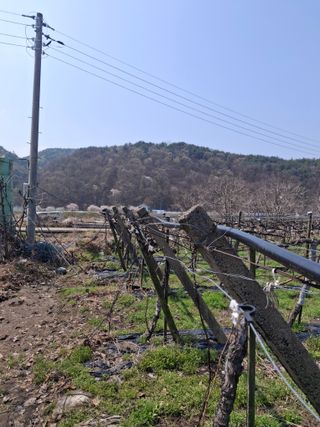 서태수님의 기타작물 · 영농일지 작성글 사진