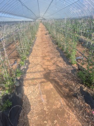 신태상님의 기타작물 · 영농일지 작성글 사진