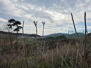 플러스밸류님의 두릅 · 영농일지 작성글 사진